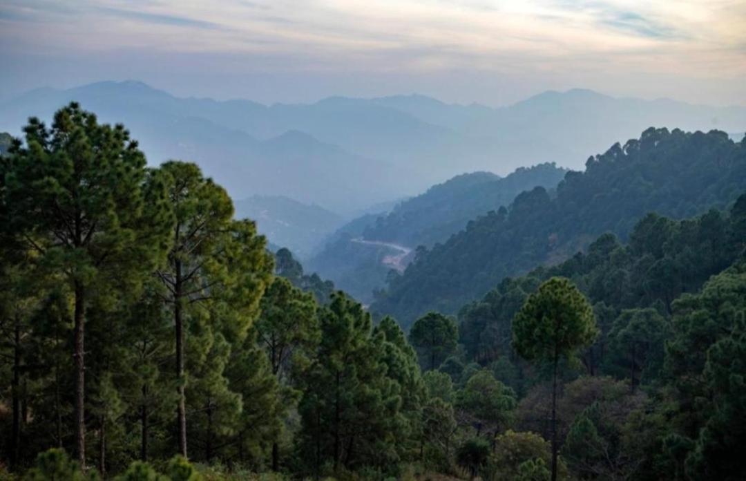 The Heritage Home Kasauli I Pine View Serviced Villa I Best Seller I Vacations I Family Events I Sky Bonfire I Kasauli By Exotic Stays 外观 照片